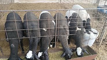Животные: Продаю | Овца (самка) | На забой | Матка — 3