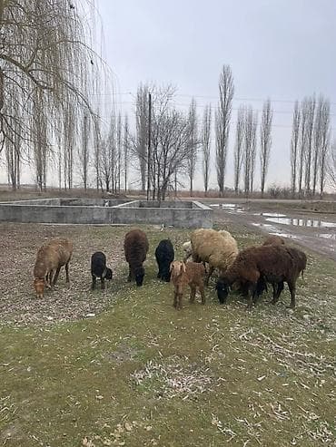 белая собака: Продаю | Овца (самка) | Для разведения | Матка — 4