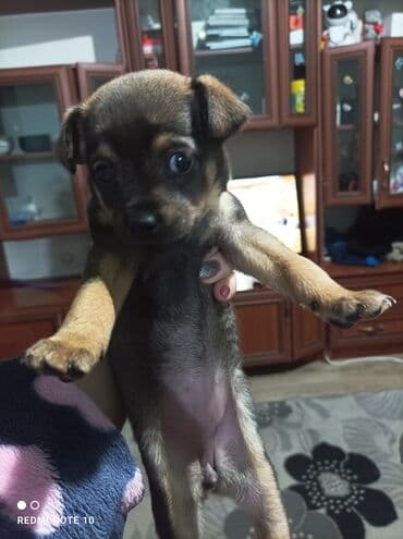 Щенок, сучка маленького размера. Окрас черно-подпалый: спинка темная