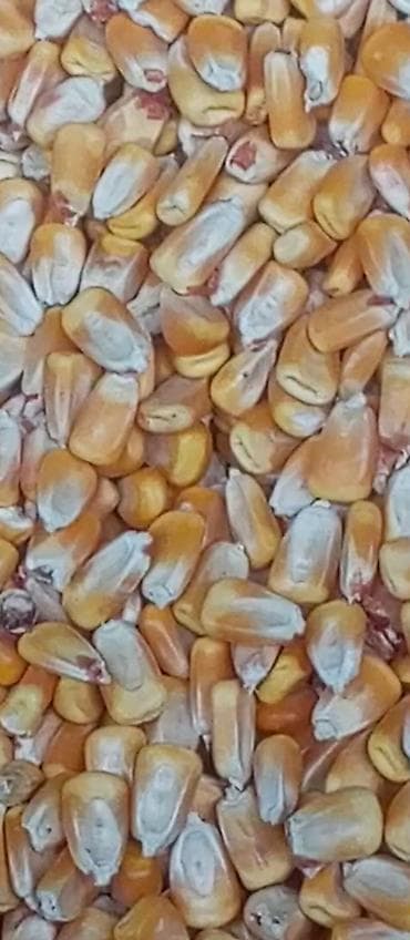 дробленая кукуруза: Кукуруза (зерно) - Тип: сухое зерно кукурузы, желтые зерна - Фракция — 1