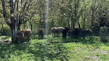 обмен на баран: Продаю | Овца (самка) | Для разведения — 2