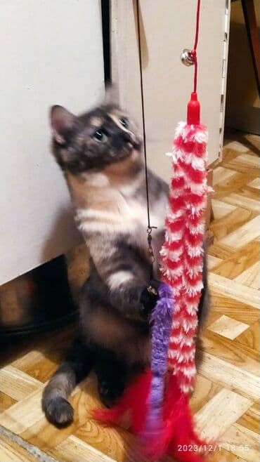 куда можно отдать собаку в бишкеке: Красивые девочки . цветная и белая молодые кошки им скоро год.очень — 2