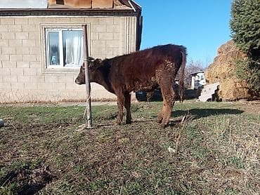 французский бульдог цена: Продаю | Бык (самец) | На откорм | Привязанные — 6