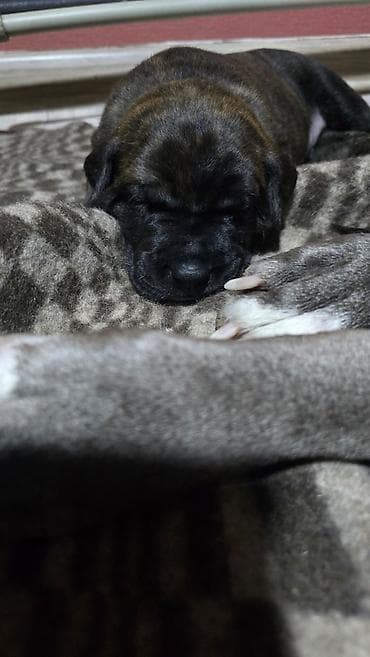 Ит кууту: Щенки метисы (короткошёрстные, тигровый и чёрный окрасы) смесь питбуль — 4
