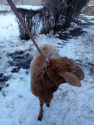 козы: Продаю | Ягненок | Для разведения — 2