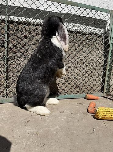 коён ош: Продаем кроликов парода (баран), различные окрасы. - Окрасы на выбор — 5