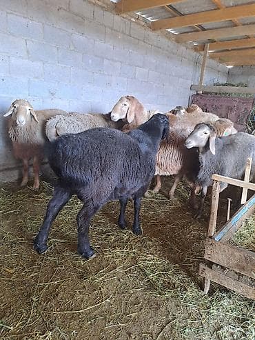 матка пчел: Продаю | Овца (самка) | Для разведения | Племенные — 4