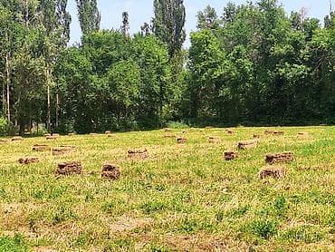 Тюки с поля — всего 438 шт. Состав: беде (люцерна) с чопом, смесь