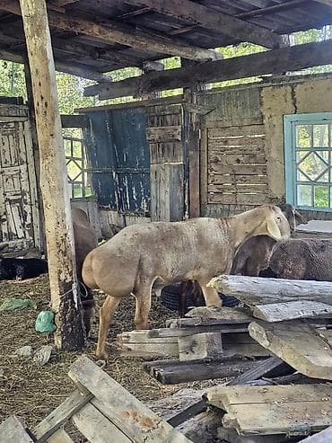 Продаю | Баран (самец) | Для разведения