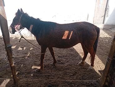 баран кант: Продаю | Кобыла (самка) — 3