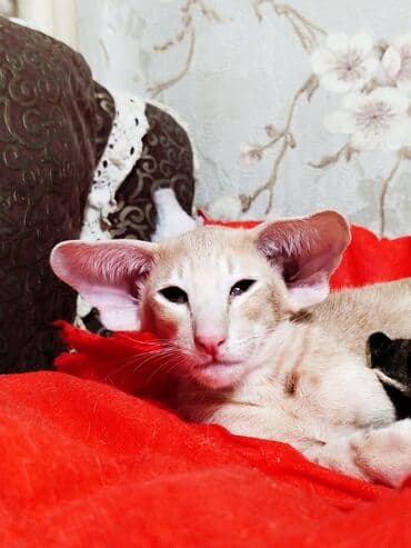 шотландская золотая шиншилла цена: Ориентальная, 2 месяца, Девочка, Черепаховый — 7