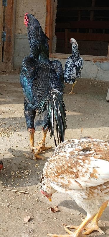 шотландская вислоухая кошка: Продаю | Петух | Бойцовая | Для разведения — 2