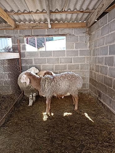 рынок собак в бишкеке: Продаю | Овца (самка) | Полукровка | Для разведения | Ярка — 5