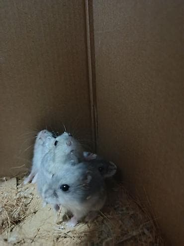 sell animal: Джунгарские хомяки (окраска серо-пепельная с белым брюшком) - — 3