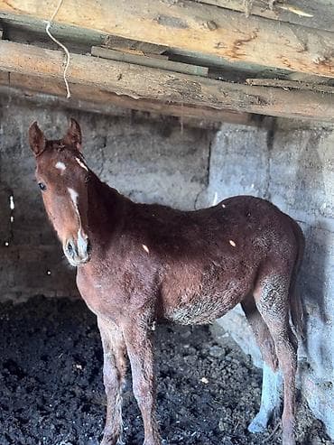 Продаю | Жеребенок | Для разведения | Племенные at lalafo.kg Продаю | Жеребенок | Для разведения | Племенные