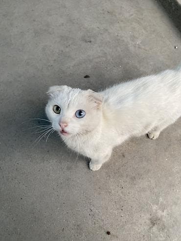 scottish fold: Кошка даром: Ангорская, 4 года, Девочка — 1