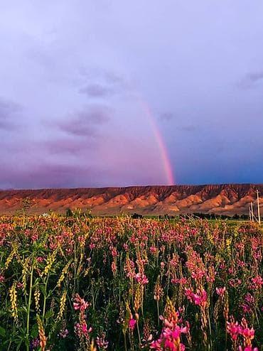 Молочные продукты и яйца: Продается мёд оптомцена 350 соманализ пройден на антибиотик и — 1