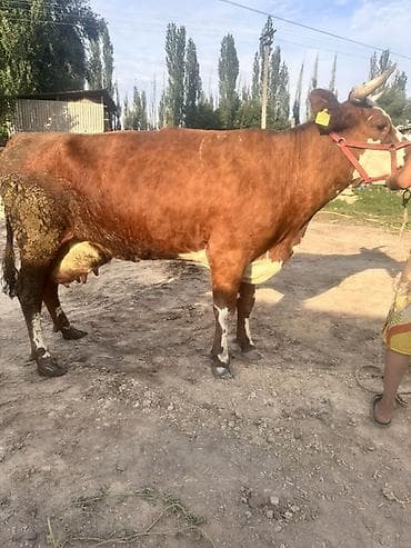 Животные: Продаю | Корова (самка) | Для молока — 2