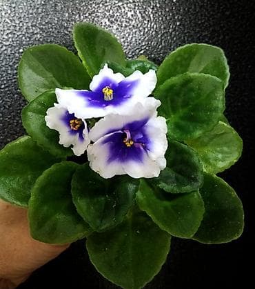 килем сатылат: Продаю молодые фиалочки 🌺🌿🌺 По всем вопросам обращайтесь по телефону — 3