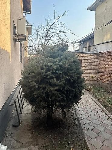 фруктовые деревья: Саженцы деревьев: Ели — 4