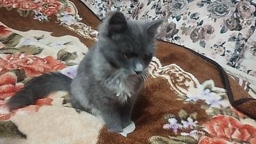 Услуги ветеринара: Кошка даром: Беспородная, 6 месяцев, Девочка, Приучена к лотку, Проглистована — 3