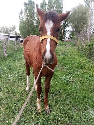 мышык кошка: Сатам | Тай — 4