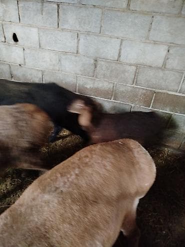 чон: Сатам | Ургаачы кой (ургаачы) | Аргын | Көбөйтүү үчүн | Асыл тукумдуу — 8