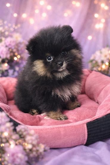 Шпиц, 2 месяца, Самка, С родословной