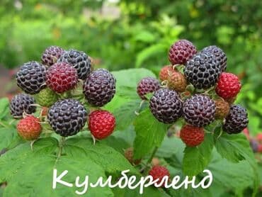 емкость бак: Саженцы : Ежевика, Самовывоз — 5