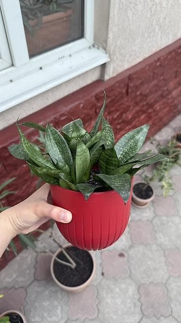 Комнатные растения: Сансевиерия (Sansevieria). Пересаженная в готовый грунт с подкормкой — 2