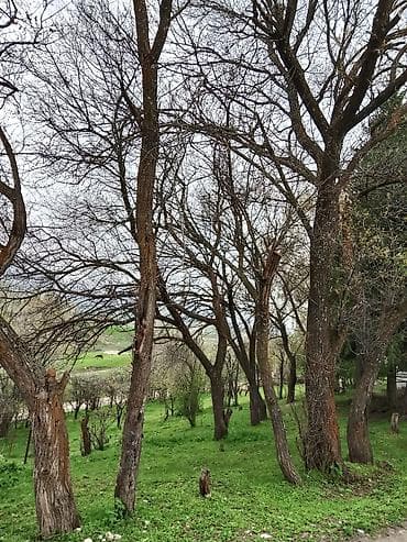 диван старый: Дрова — 2