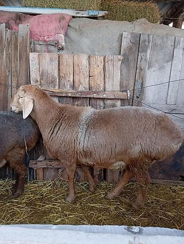 питбуль матч: Продаю | Баран (самец) | Арашан | Для разведения | Племенные — 4