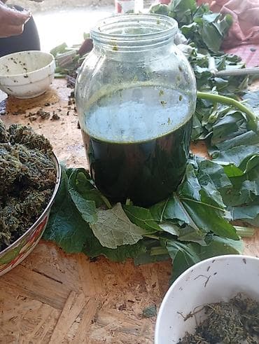 бараны егнята: Продаю сок листьев лапуха, один литр 10000 сом. чистый 100% — 1