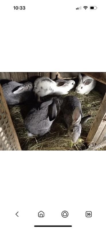 куплю кролика: Продаю | Крольчата | Серый великан, Фландр | Для разведения — 1