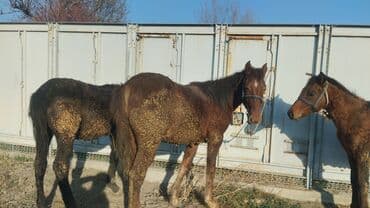 корм для домашних животных: Продаю | Кобыла (самка) | Для разведения — 2