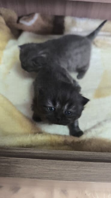 арашан ко: Шотландские девочки готовы к бронированию. дата рождения 29.12.2025 — 1