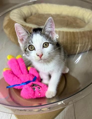 Котята-домашние любимцы - Возраст: 2–месяца - Окрас: классические — 3