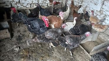 Индюки: Продаю | Индюшка (самка) | Полукровка | Для разведения | Племенные — 3