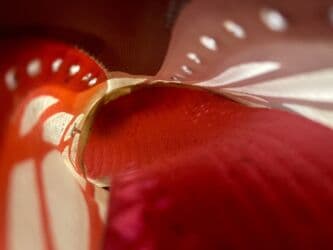 футбольные бутсы predator: Adidas X-Speed Flow1 в хорошем состоянии без шнурков покупал в — 4