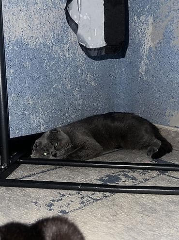 Мышык бекер берем: Шотландская вислоухий кот (Scottish Fold), окрас: сплошной голубой — 5