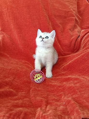 британский короткошерстный кот: Британский котёнок серебристый шиншилла (окрас silver shaded) - — 2
