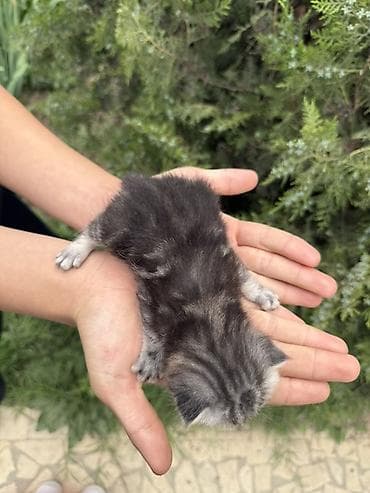 бурма кошка: Британский Котёнок с серебристо-чёрным мраморным окрасом (tabby) — 2