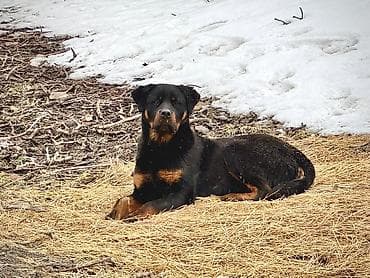 авган кой: Собака даром: Ротвейлер, 2 года, Самец, С прививкой, С родословной — 2
