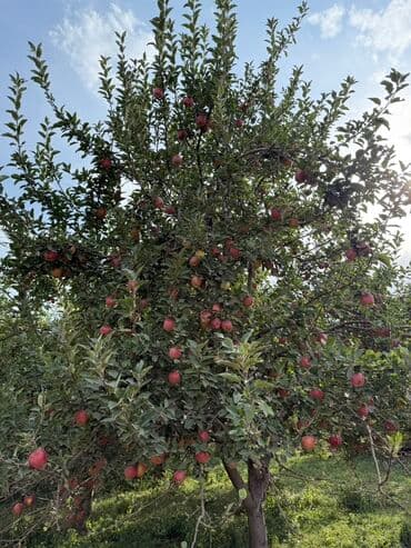 теплицу купить: Алмалар — 4