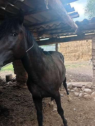 кыргыз и собака: Сатам | Байтал | Ат спорту — 4