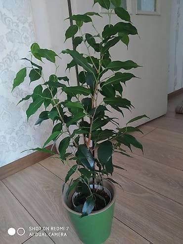 продам фикус: Фикус Бенджамина – популярное комнатное растение с тонкими, изящными — 2