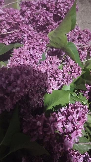 Сирень (букеты из свежесрезанных веток) - Окраска: насыщенно-лиловая