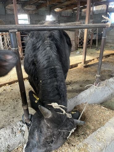 продам козу дойную: Продаю | Бык (самец) | Швицкая | На откорм, На забой, Для разведения | Племенные, Искусственник — 1