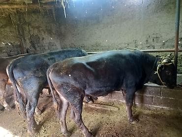 откорм база: Продаю | Бык (самец) | На откорм | Привязанные — 1