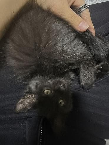 кошки майкун: Кошка даром: Беспородная, 3 месяца, Девочка — 1